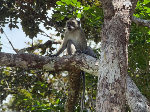 Mauritius Taxi & Tour Service-毛里求斯必去景点