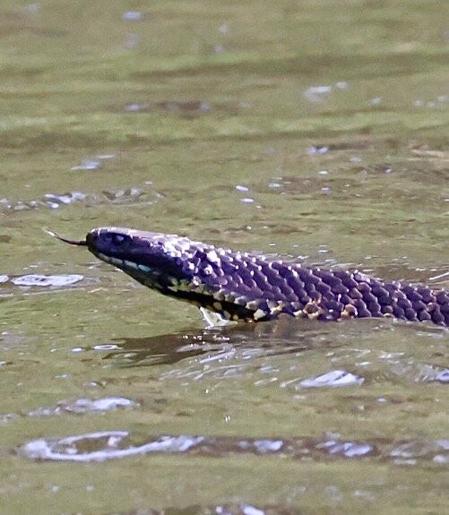 Leven River Cruises-Ulverstone必去景点
