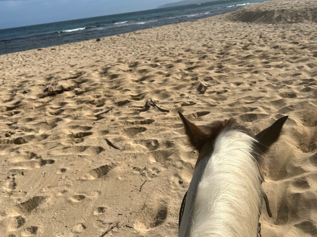 Hawaii Polo Trail Rides-瓦亚禄必去景点