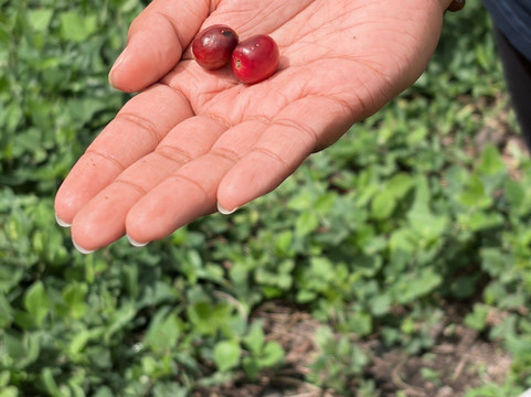 Hula Daddy Kona Coffee-哈陆亚洛亚必去景点