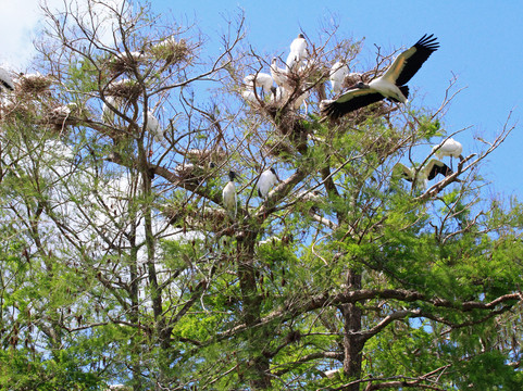 Clyde Butcher's Big Cypress Gallery-奥乔皮必去景点