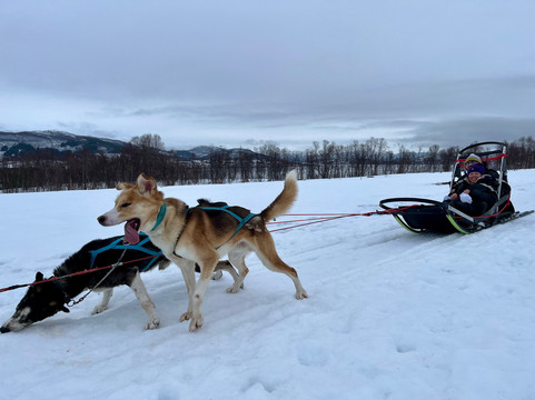 Kvaløya Husky-特罗姆瑟必去景点