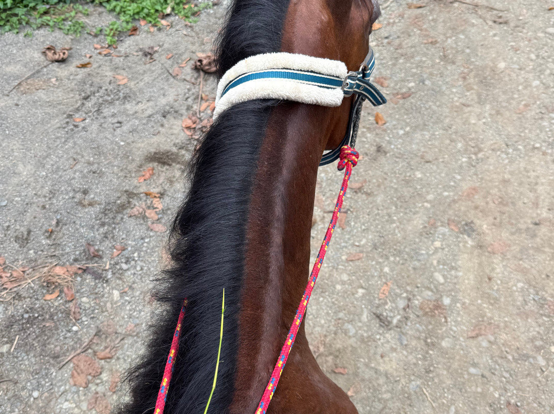 Caribe Horse Riding Club-Cocles必去景点