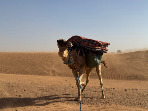 Loud Sahara Day Tours-扎古拉必去景点