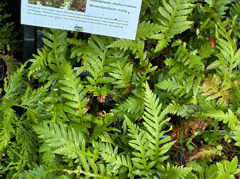 Kwekerij Morning Glory-Aalsmeer必去景点