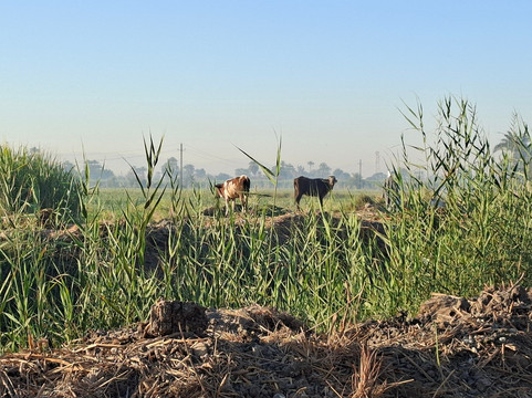 ACE - Animal Care in Egypt-卢克索必去景点