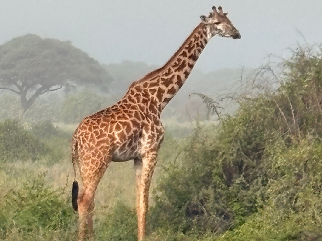 Safari In Kenya Con Samba-瓦塔木必去景点