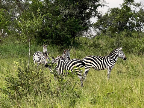 Safari with Edris-坎帕拉必去景点