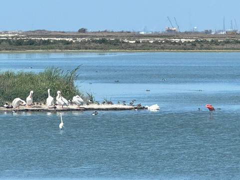 Port Aransas Nature Preserve at Charlie's Pasture-阿兰瑟斯港必去景点