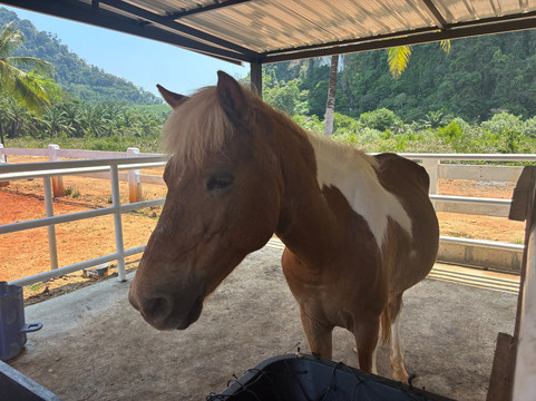 Crazy Horse Bar Krabi