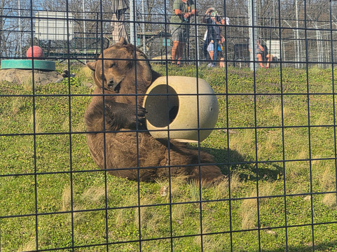 Turpentine Creek Wildlife Refuge-尤里卡斯普林斯必去景点