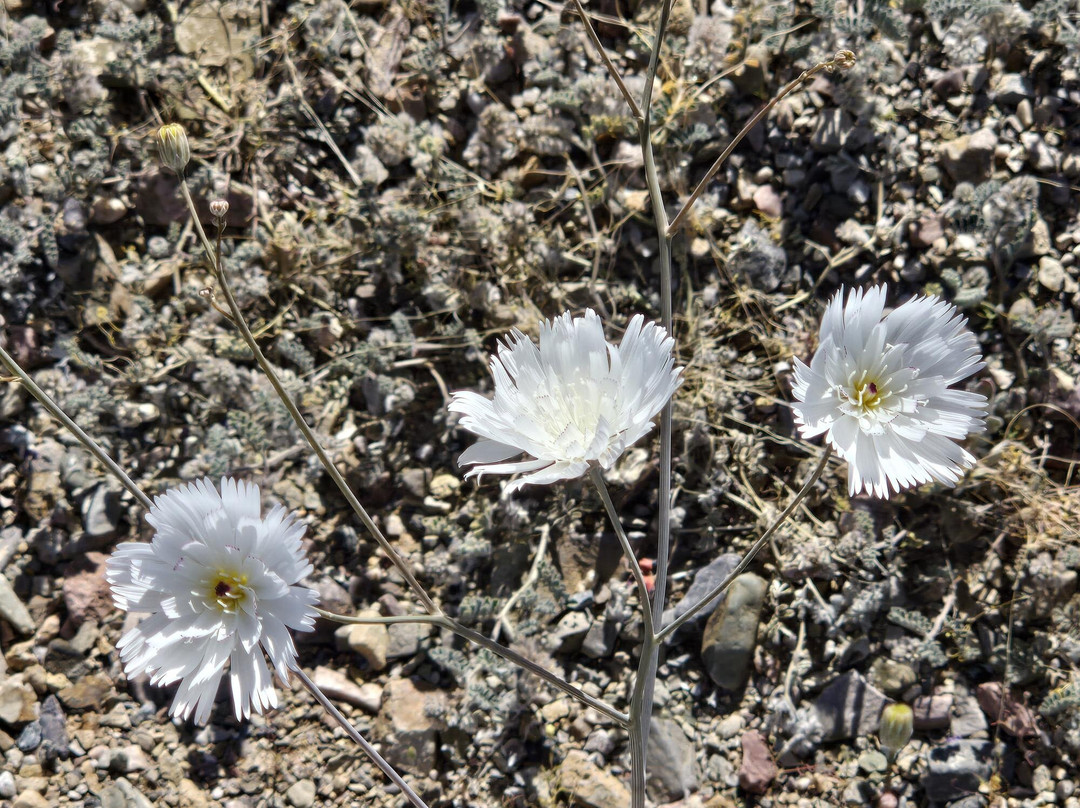 Death Valley National Park-死谷必去景点