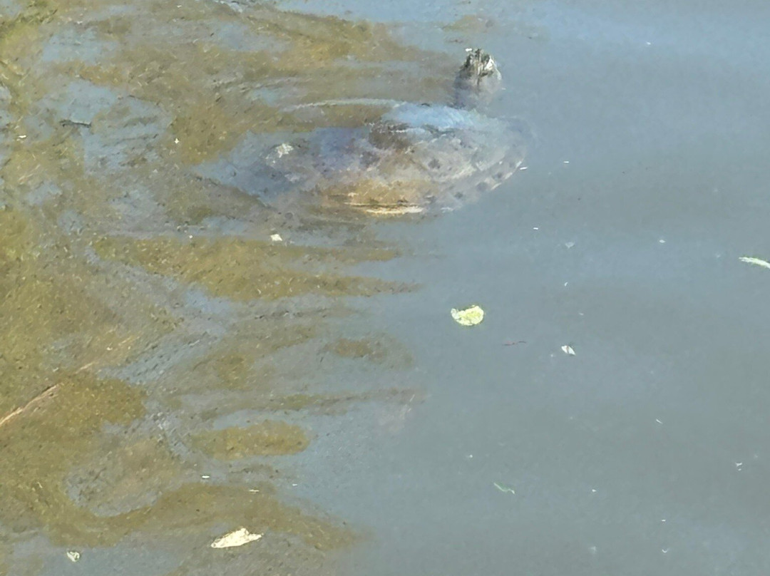 鸽子公园-班纳玛德纳必去景点