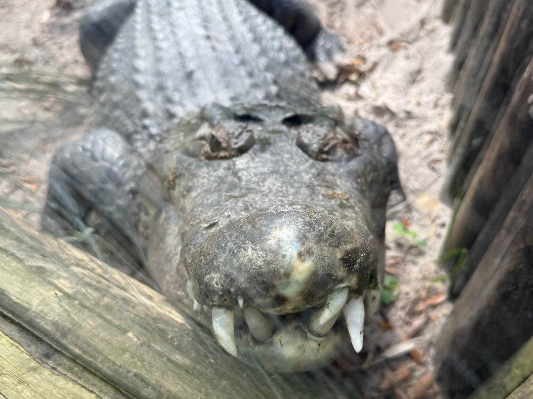 St. Augustine Alligator Farm Zoological Park-圣奥古斯丁必去景点
