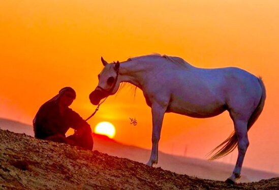 Horse hurghada-赫尔格达必去景点
