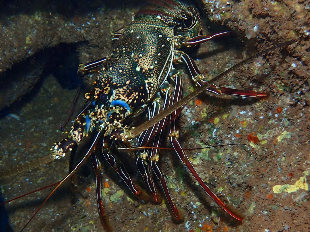 Maui Diamond Sea Sports-玛阿拉也亚必去景点