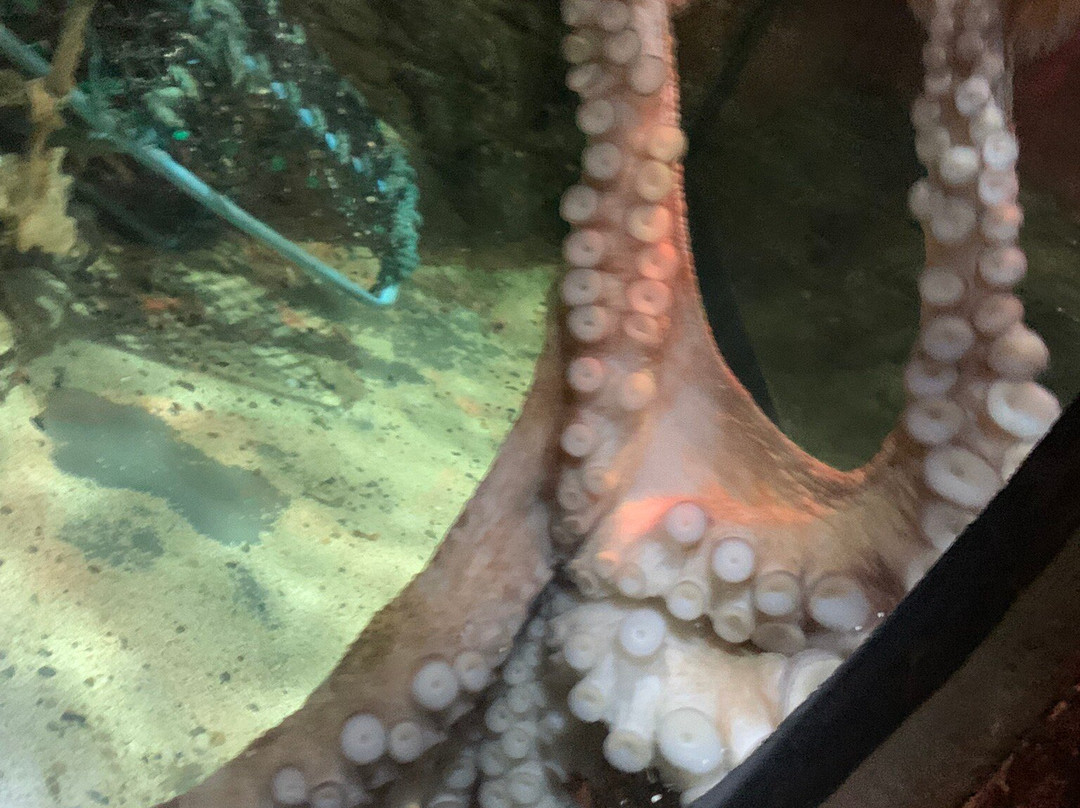 Blue Reef Aquarium-纽奎必去景点