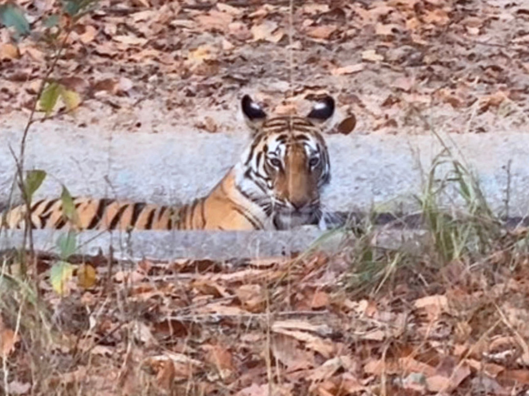 Alternative Tours-布巴内斯瓦尔必去景点