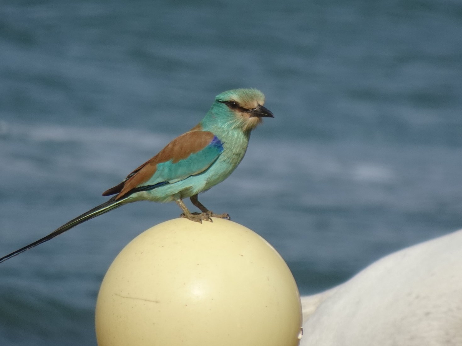 Sunbeach Hotel and Resort-官方