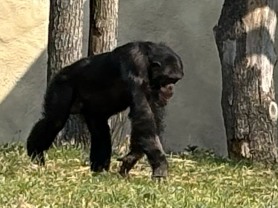 Miejski Ogrod Zoologiczny w Warszawie-华沙必去景点