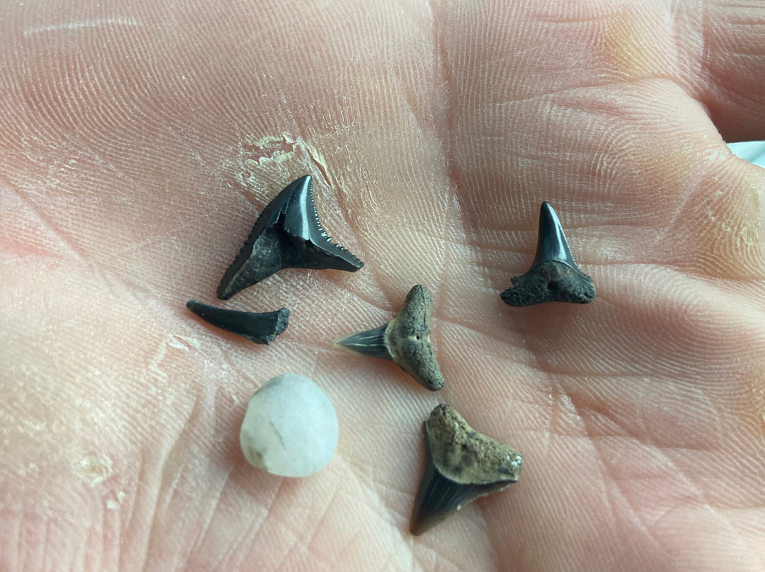 Shark Tooth Beach-吉柯岛必去景点