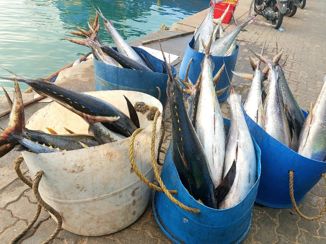 The Port of Malé-马累必去景点