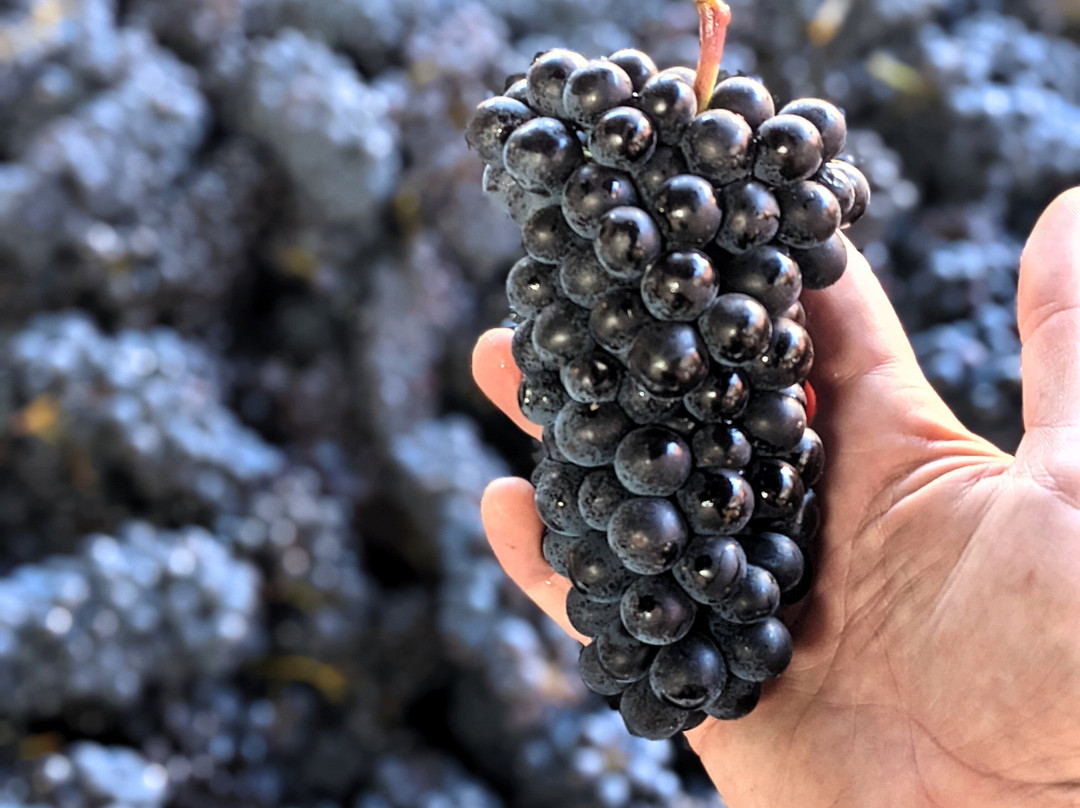 Seufert Winery-Dayton必去景点