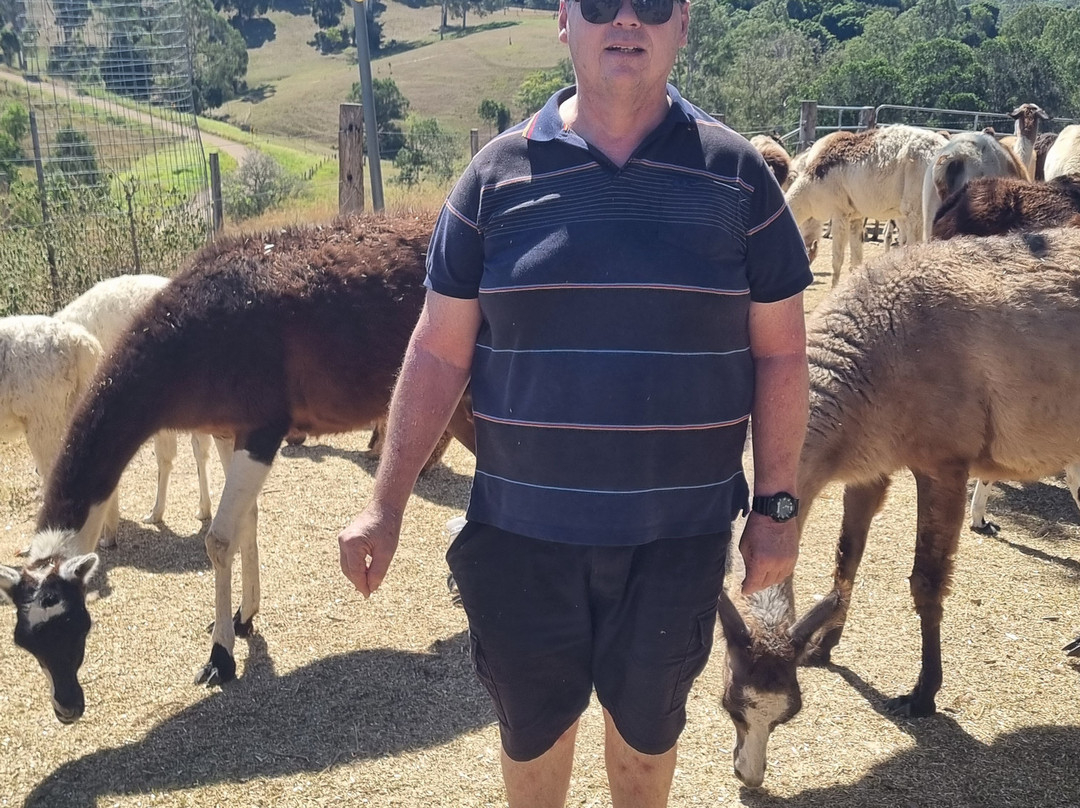 The Llama Farm-伊普斯威奇必去景点