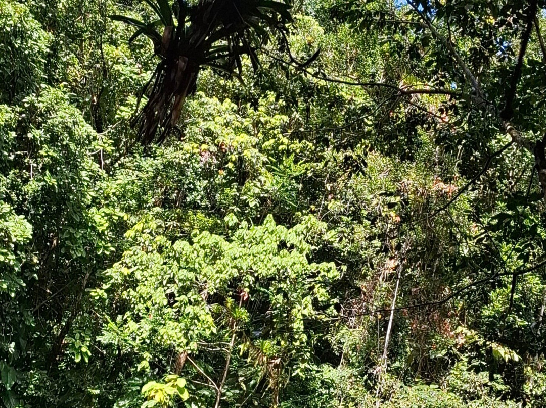 Le SDG - Cascade-Fonds Saint Denis必去景点