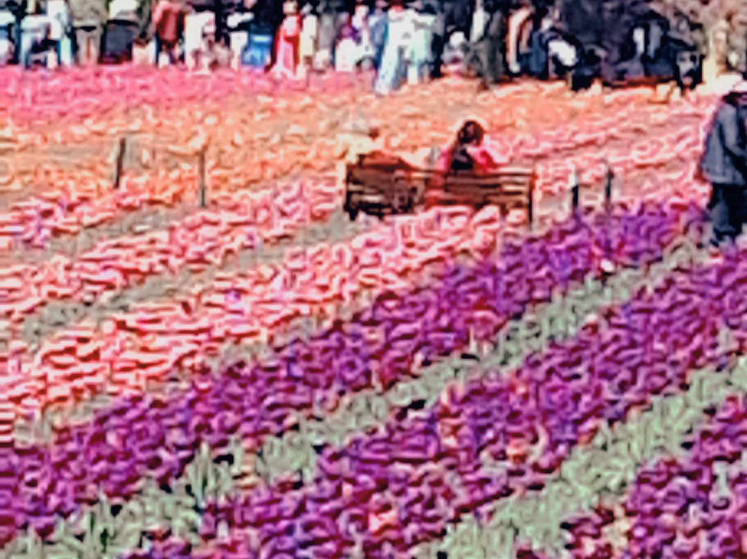 Indira Gandhi Tulip Garden-斯利那加必去景点