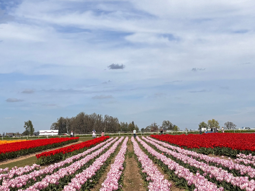 Wooden Shoe Tulip Farm-伍德本必去景点