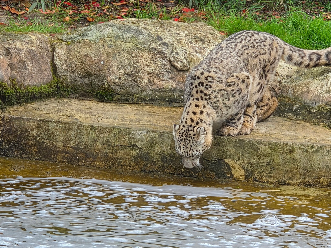 ZooParc de Beauval-圣艾尼昂必去景点