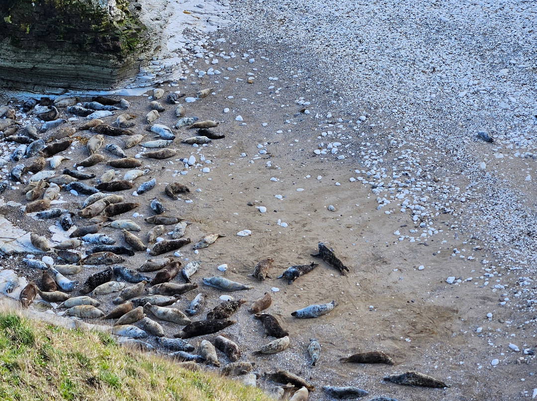 FLamborough Outer Headland-Flamborough必去景点