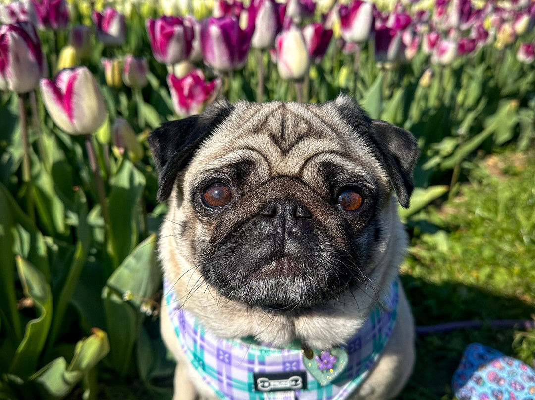 Tulleys Tulip Fields - Hertfordshire-圣奥尔本斯必去景点