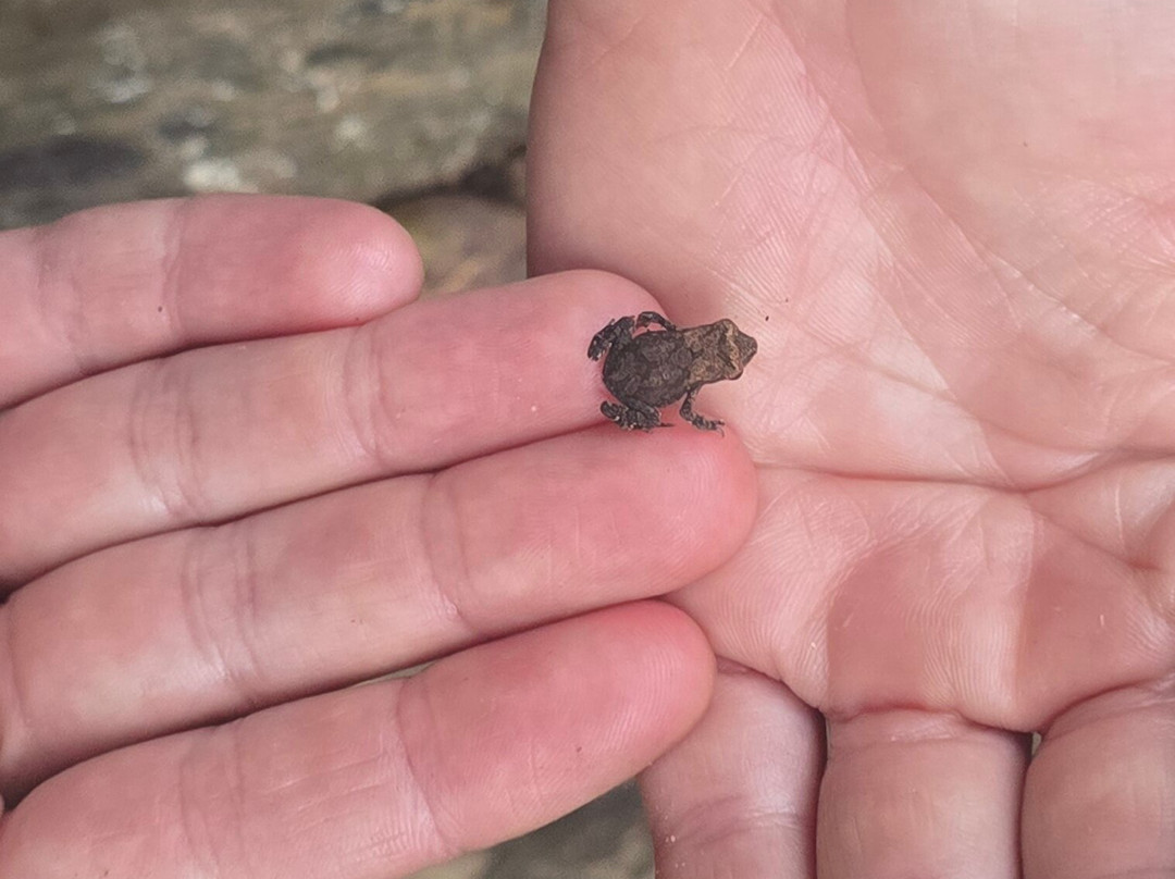 Sri Lanka Driver Tours-Yatiyana必去景点