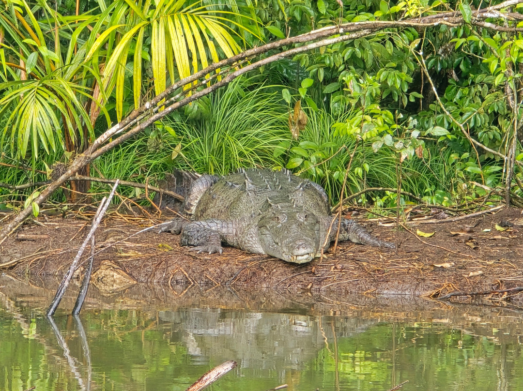 Macko's Parismina River & Turtle Tours-Siquirres必去景点