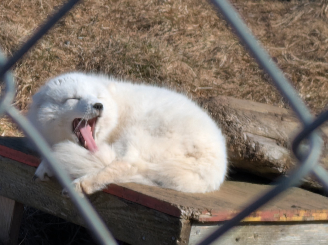 The Arctic Fox Centre-Sudavik必去景点