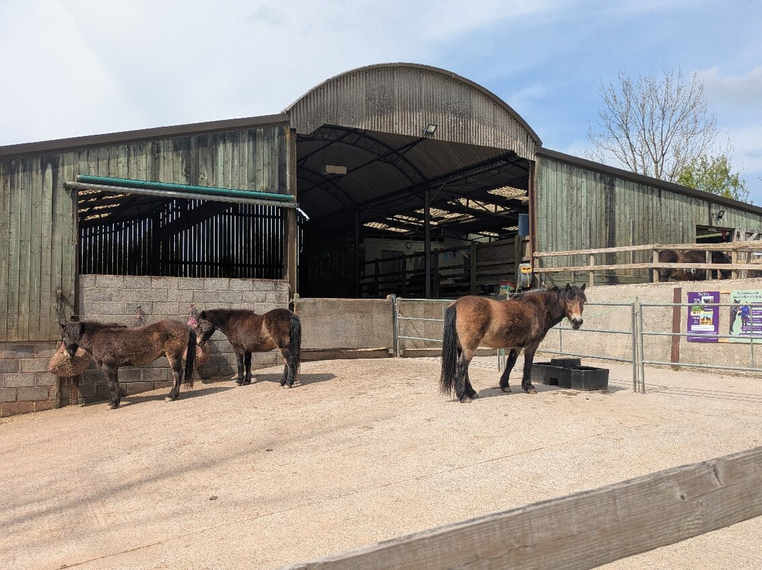 Exmoor Pony Centre-Dulverton必去景点