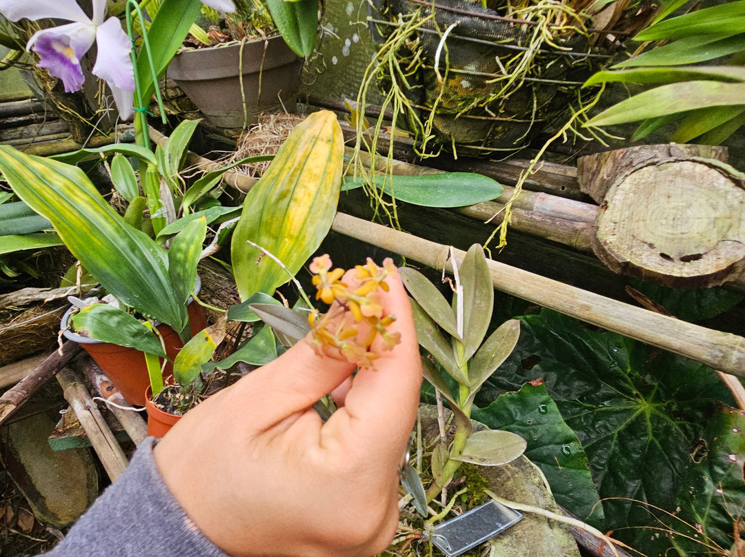 Monteverde Orchid Garden-圣埃伦娜必去景点