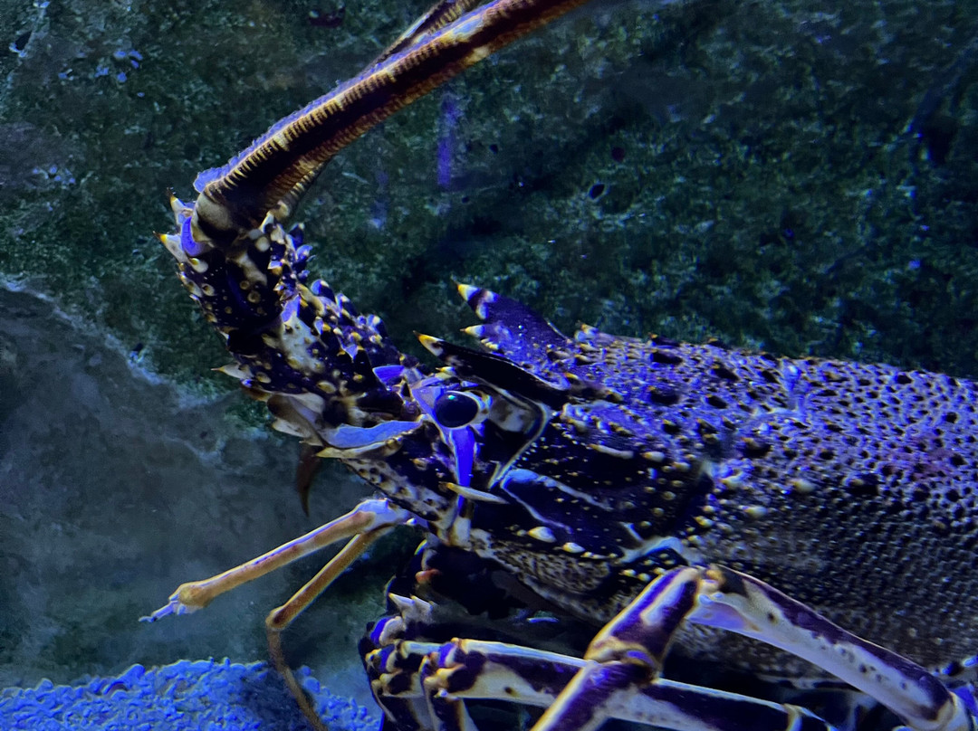 Grand Aquarium-圣马洛必去景点