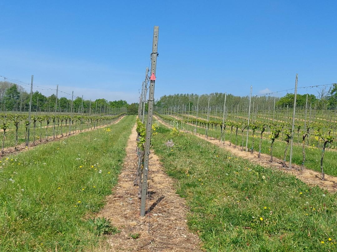 Penn Croft Vineyard and Winery Tour-Crondall必去景点