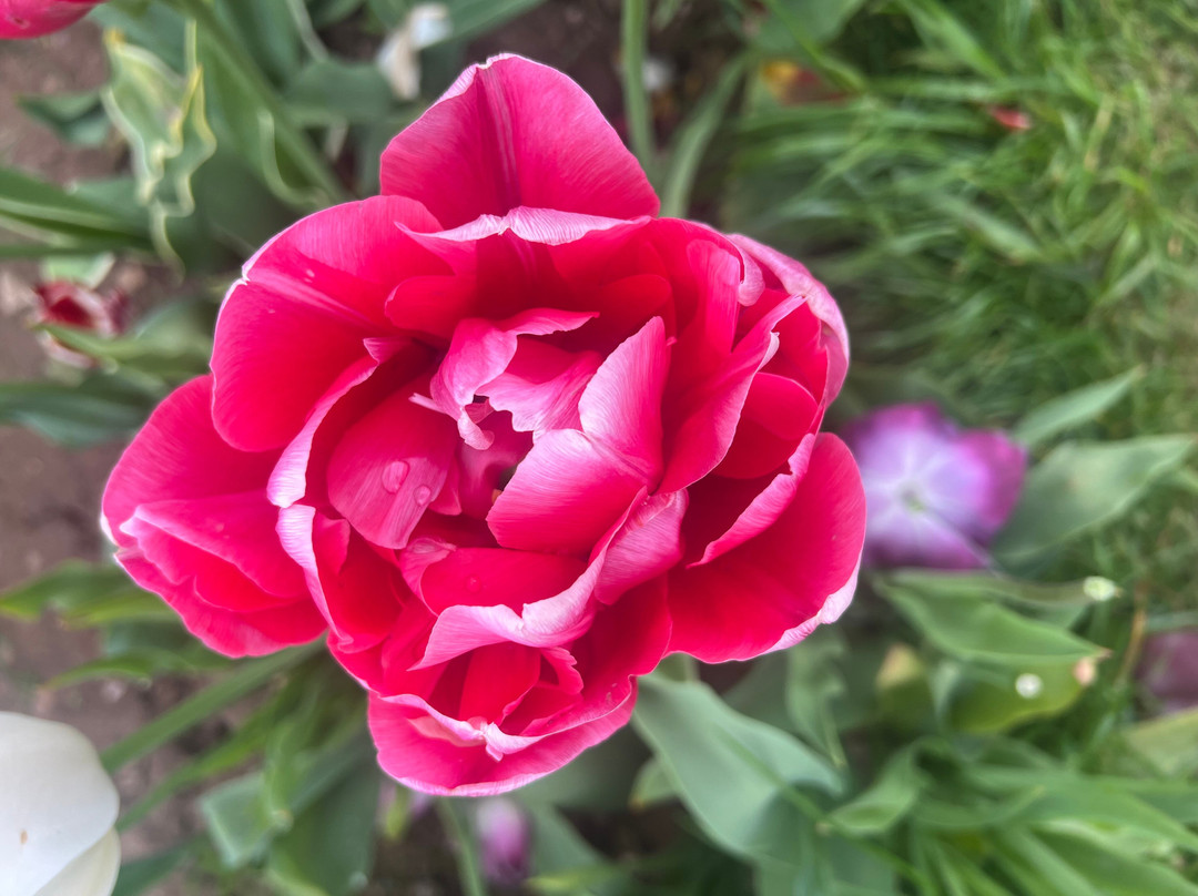 Tulleys Tulip Garden - Warwickshire-沃里克必去景点
