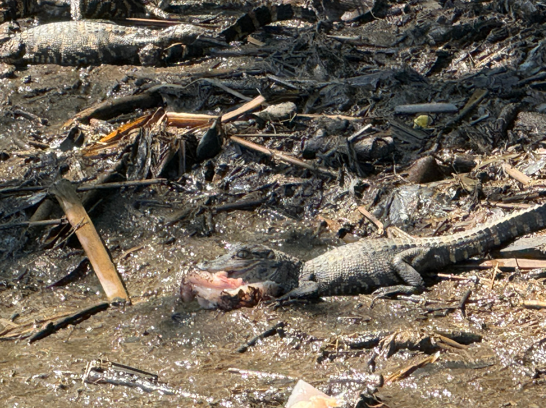 Ragin Cajun Airboat Tours-新奥尔良必去景点