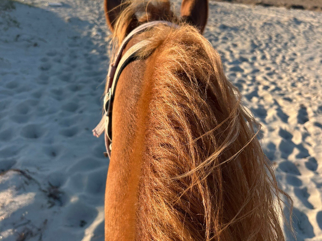 Ranch Yassmina Djerba La Douce-米栋必去景点