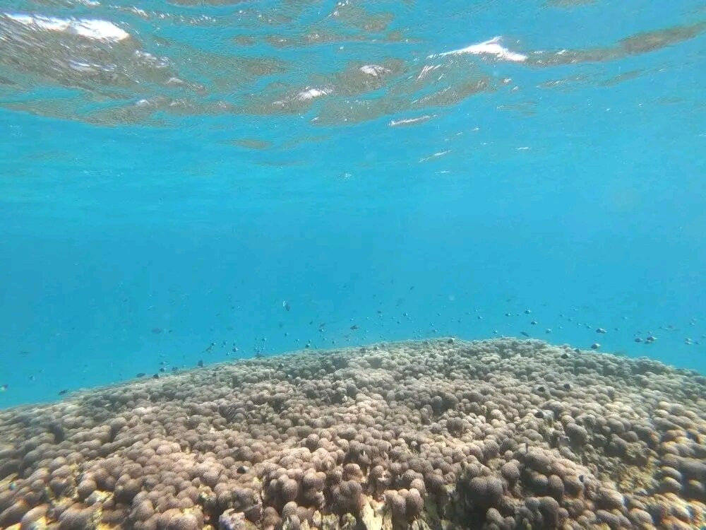 Wasini Island-Shimoni必去景点