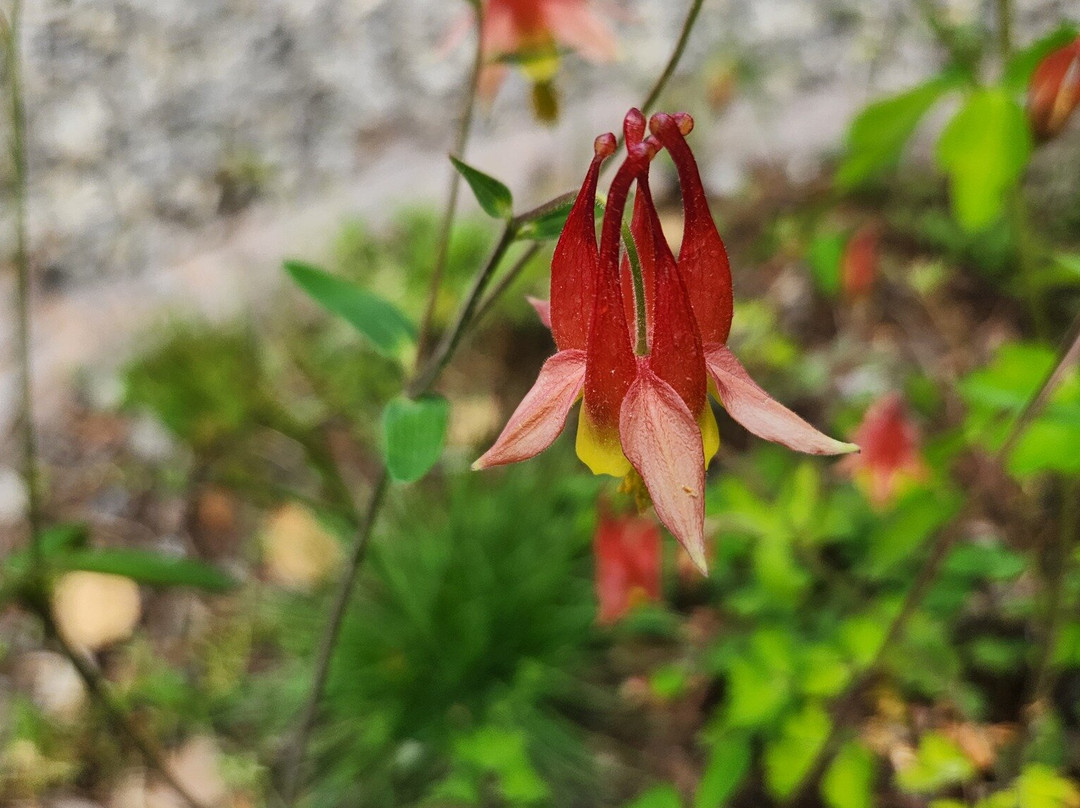 Asheville Botanical Garden-阿什维尔必去景点
