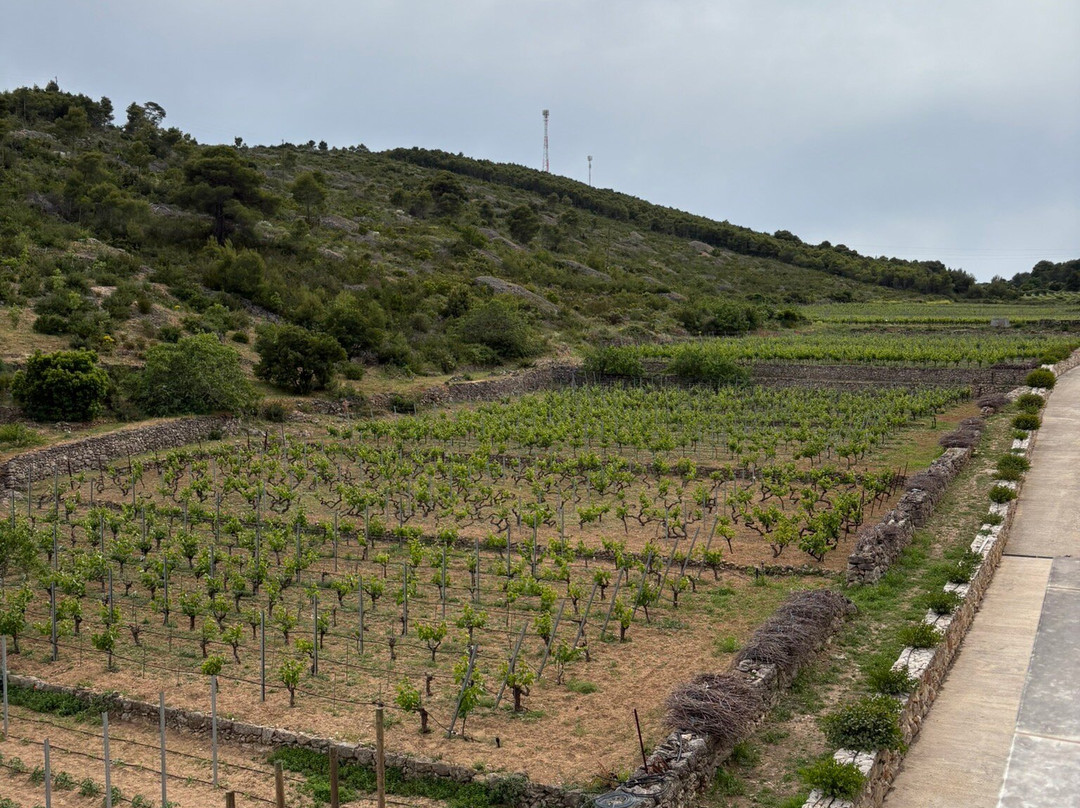 Vislander Winery-Island of Vis必去景点
