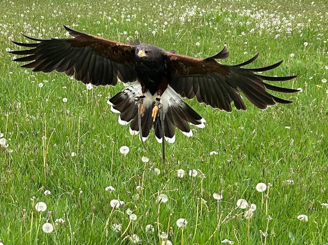 Hawkeye School of Falconry-基尔肯尼必去景点
