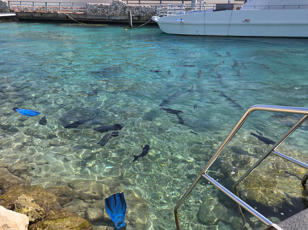 Curaçao Sea Aquarium-威廉斯塔德必去景点