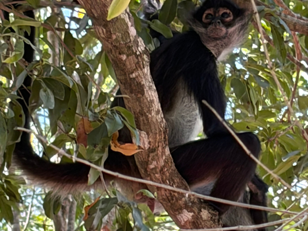 Akumal Monkey Sanctuary & Rescued Animals-艾库玛尔必去景点
